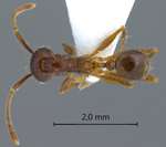 Pheidole spinicornis Eguchi,2001 dorsal