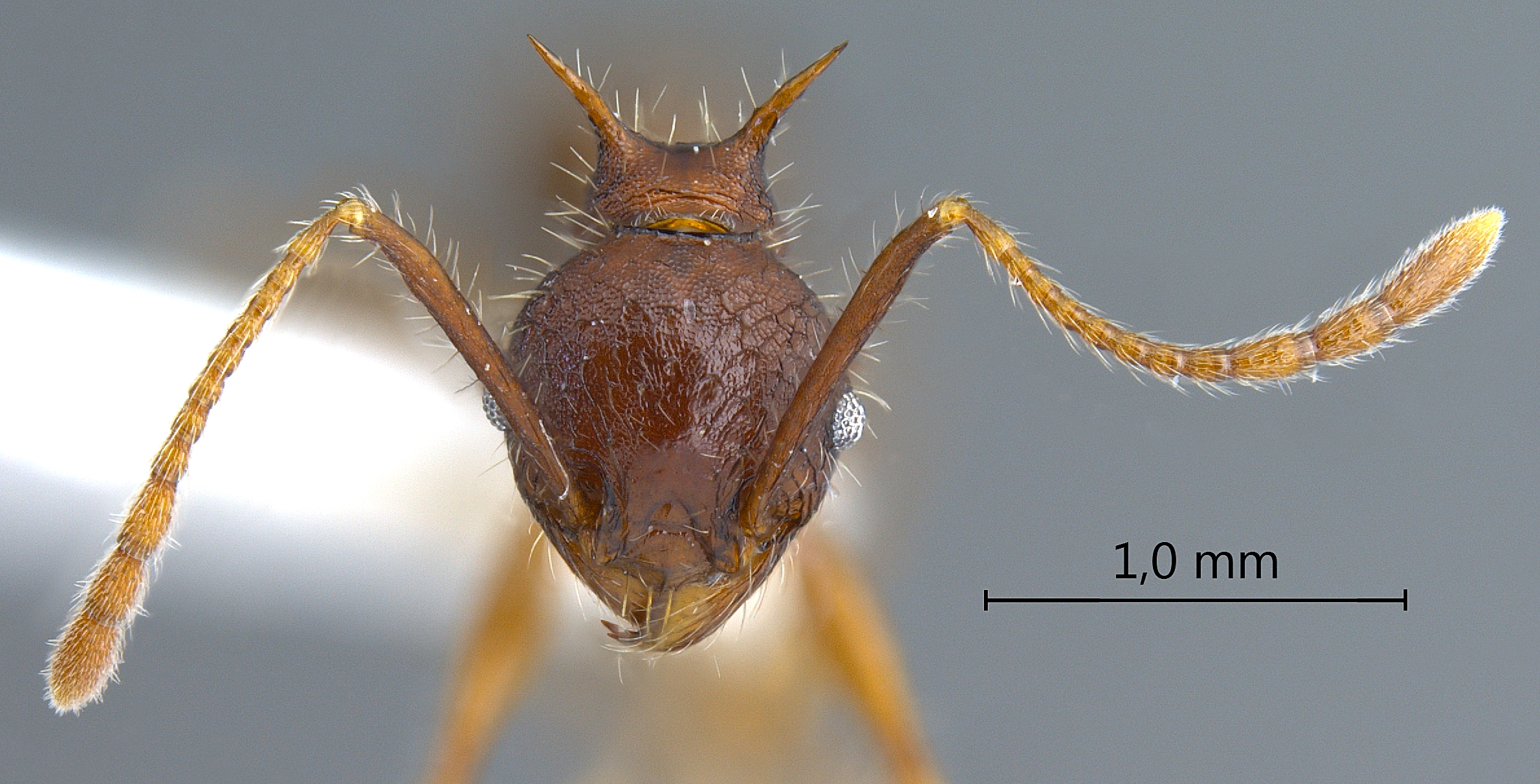 Foto Pheidole spinicornis Eguchi,2001 frontal