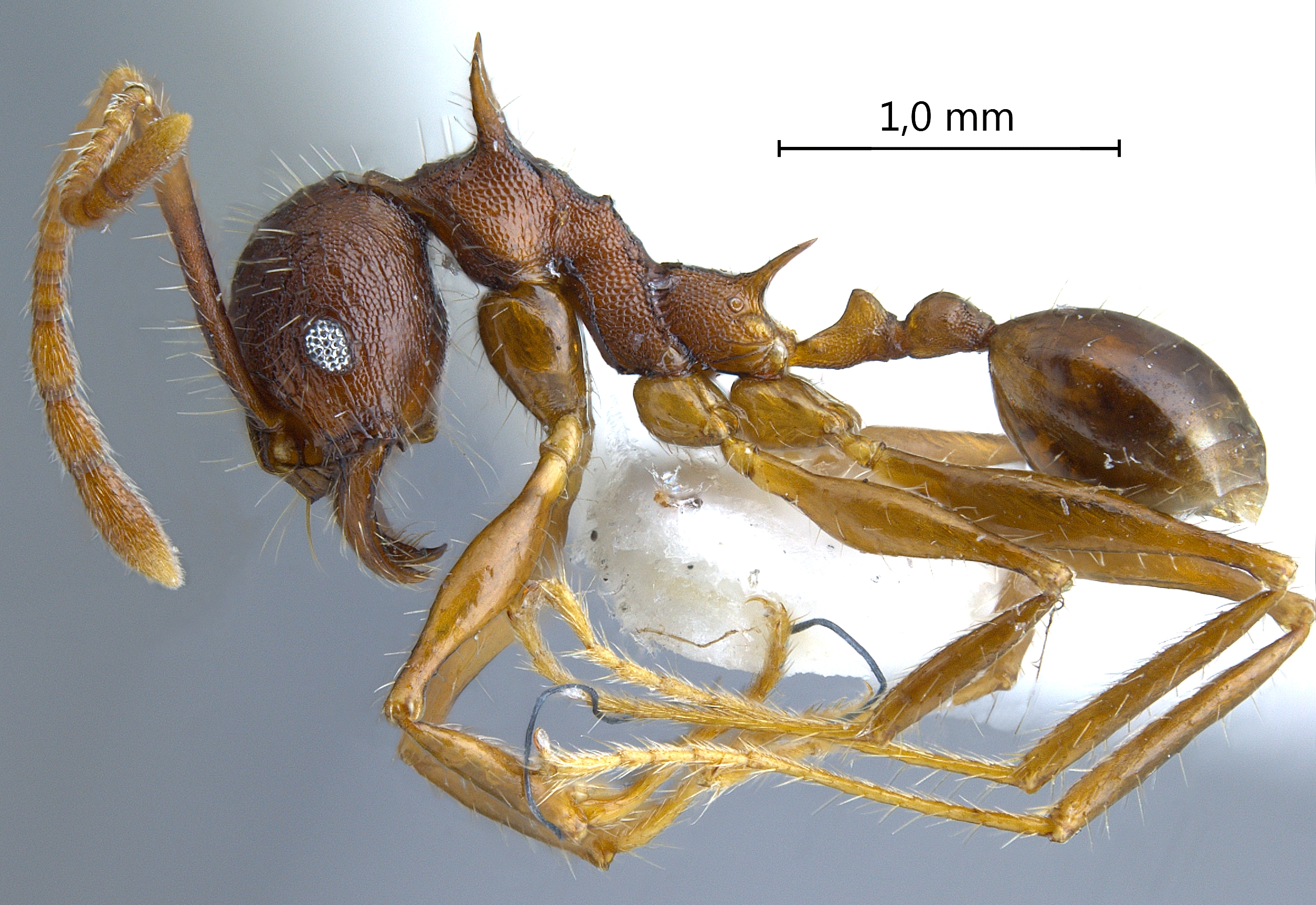 Foto Pheidole spinicornis Eguchi,2001 lateral