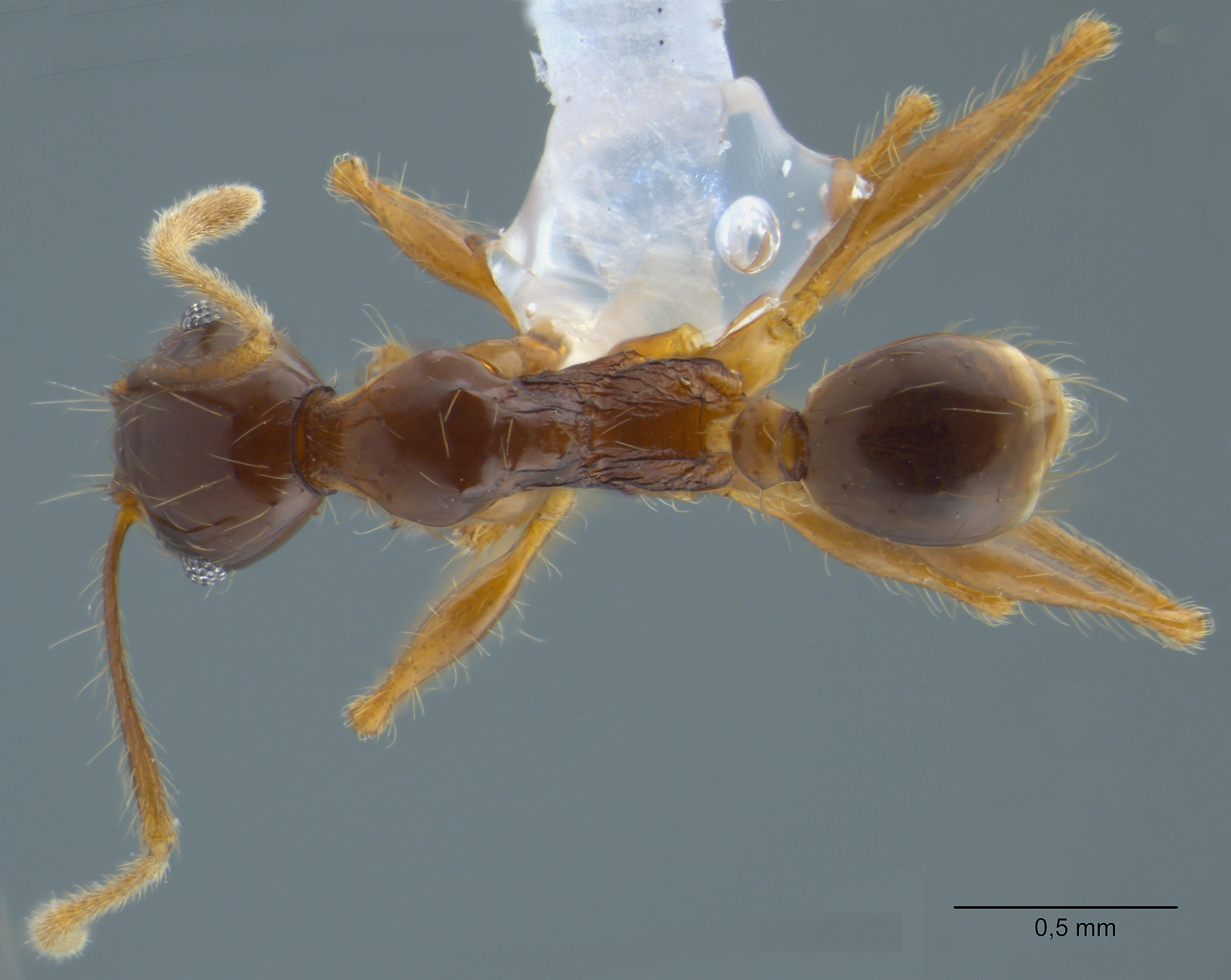 Foto Pheidole submonticola Eguchi, 2001 dorsal