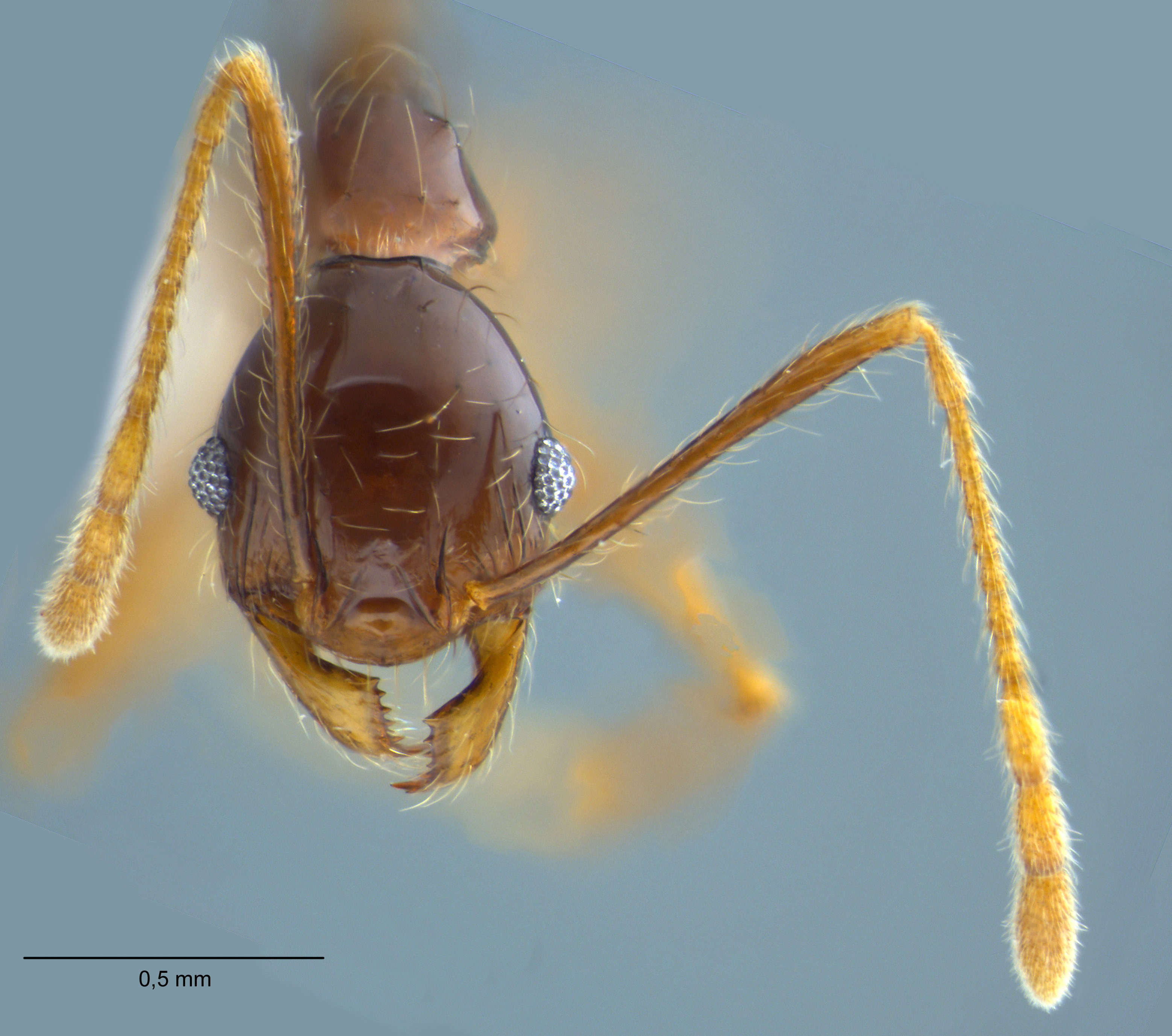 Foto Pheidole submonticola Eguchi, 2001 frontal