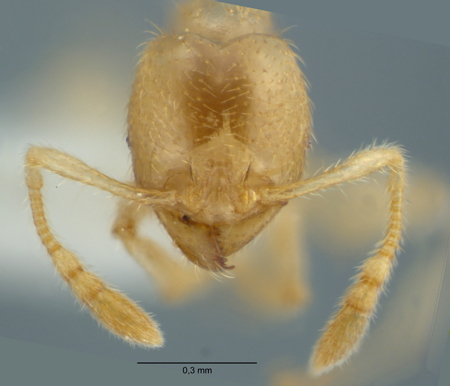 Pheidole submonticola Eguchi, 2001 frontal