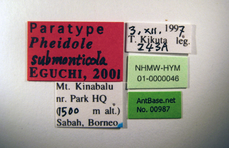 Foto Pheidole schoedli Eguchi, Hashimoto & Malsch, 2006 Label