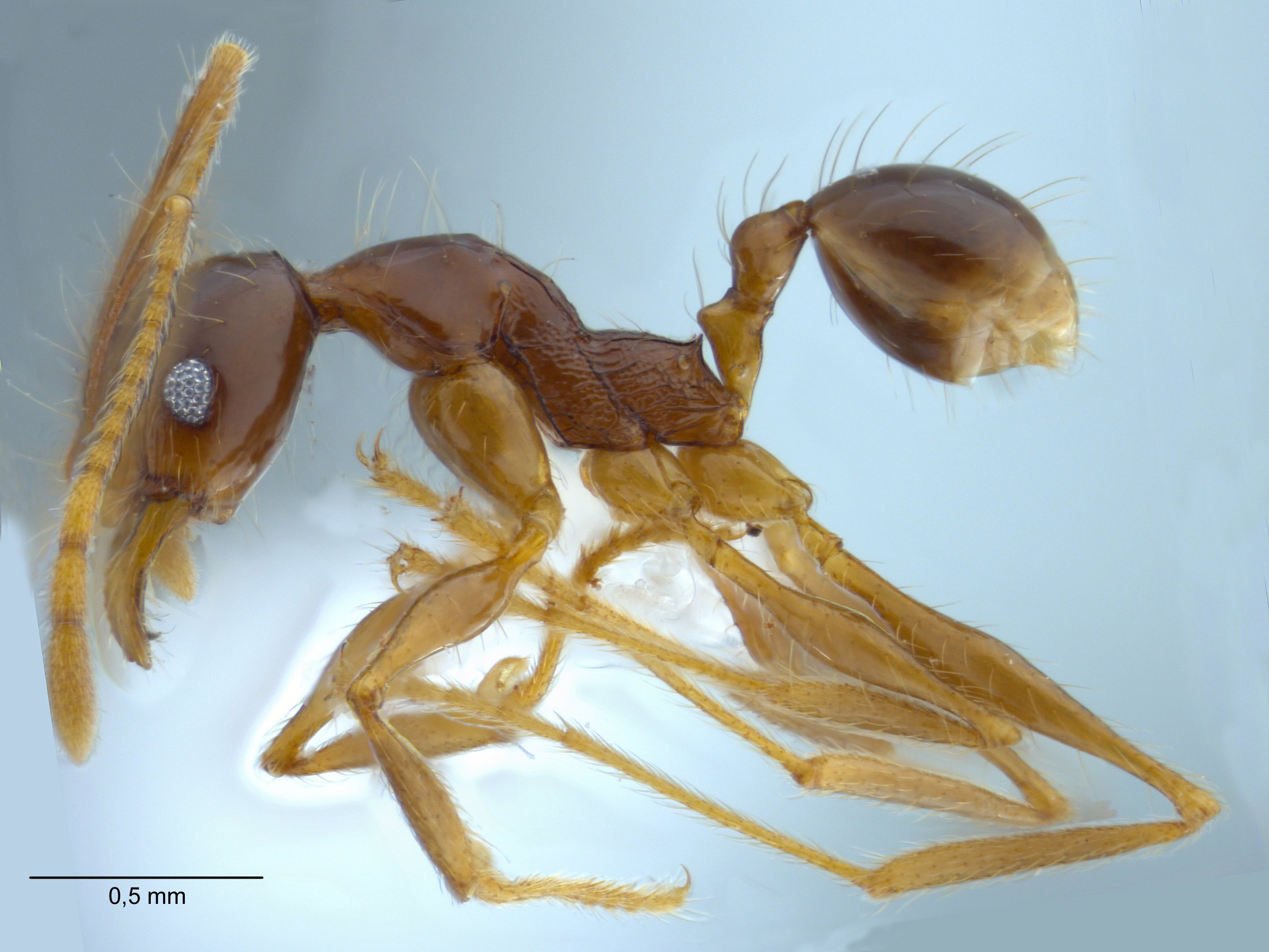 Foto Pheidole submonticola Eguchi, 2001 lateral