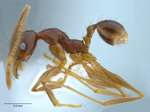 Pheidole submonticola Eguchi, 2001 lateral