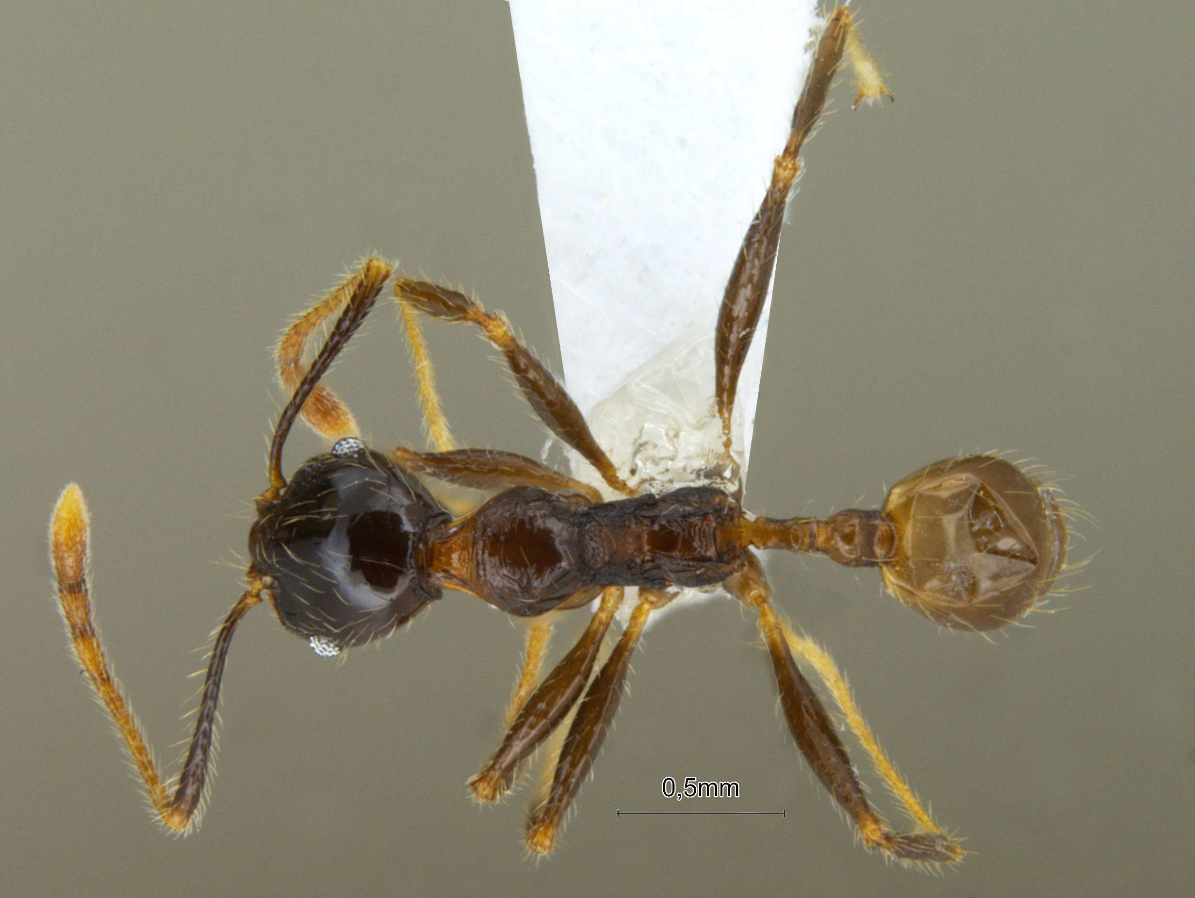 Foto Pheidole submonticola Eguchi, 2001 dorsal