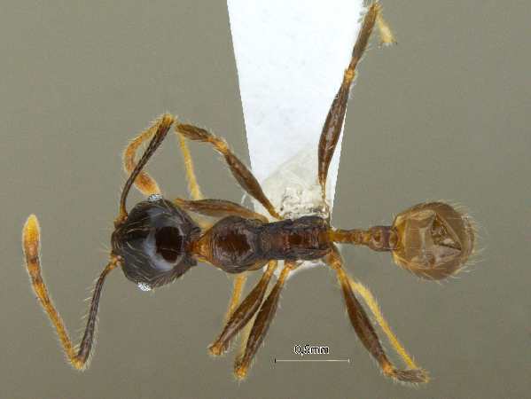 Pheidole submonticola Eguchi, 2001 dorsal