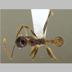 Pheidole submonticola Eguchi, 2001 dorsal