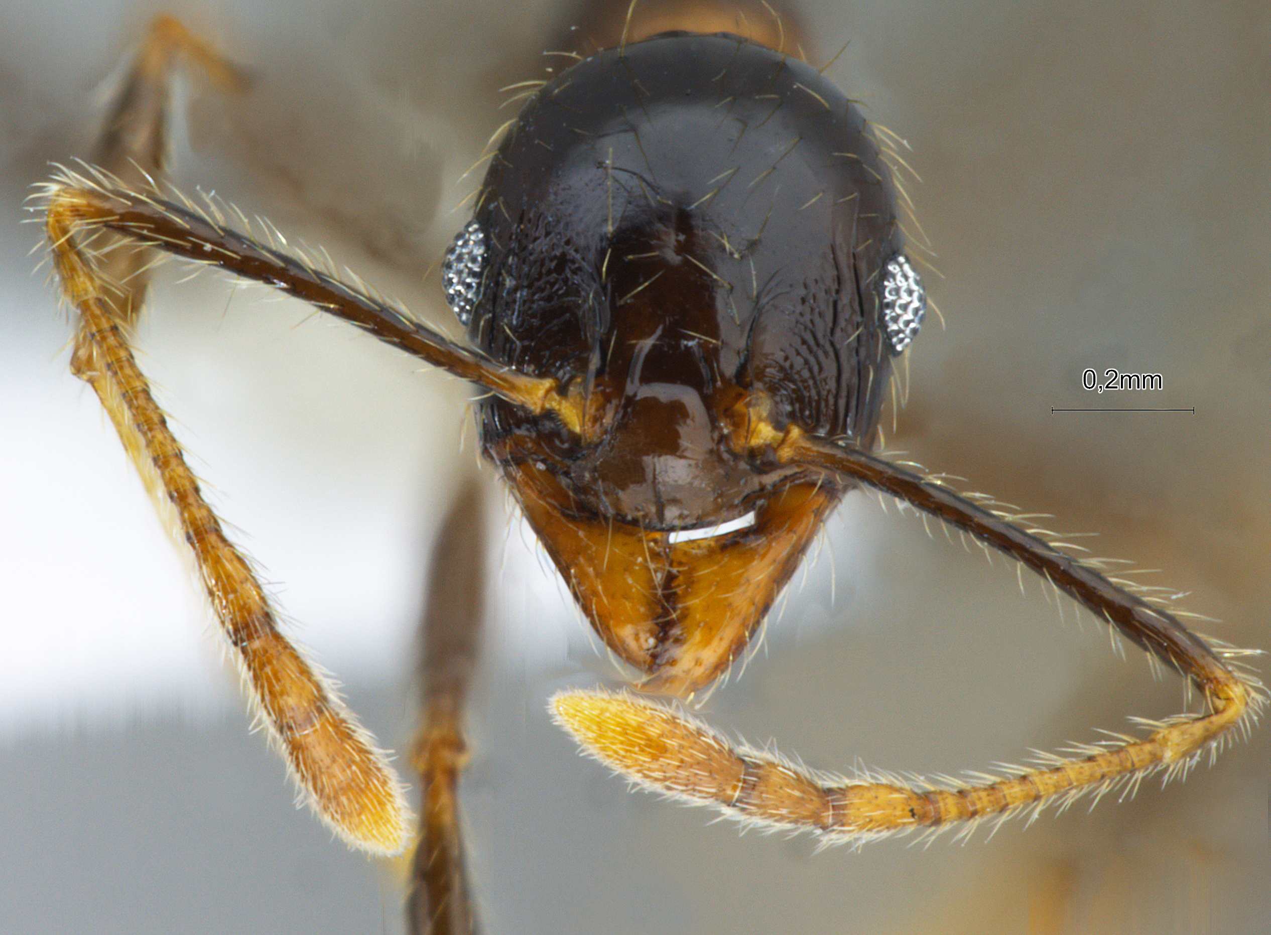 Foto Pheidole submonticola Eguchi, 2001 frontal