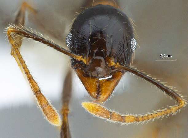 Pheidole submonticola Eguchi, 2001 frontal