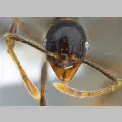 Pheidole submonticola Eguchi, 2001 frontal