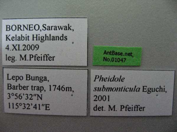 Foto Pheidole submonticola Eguchi, 2001 Label