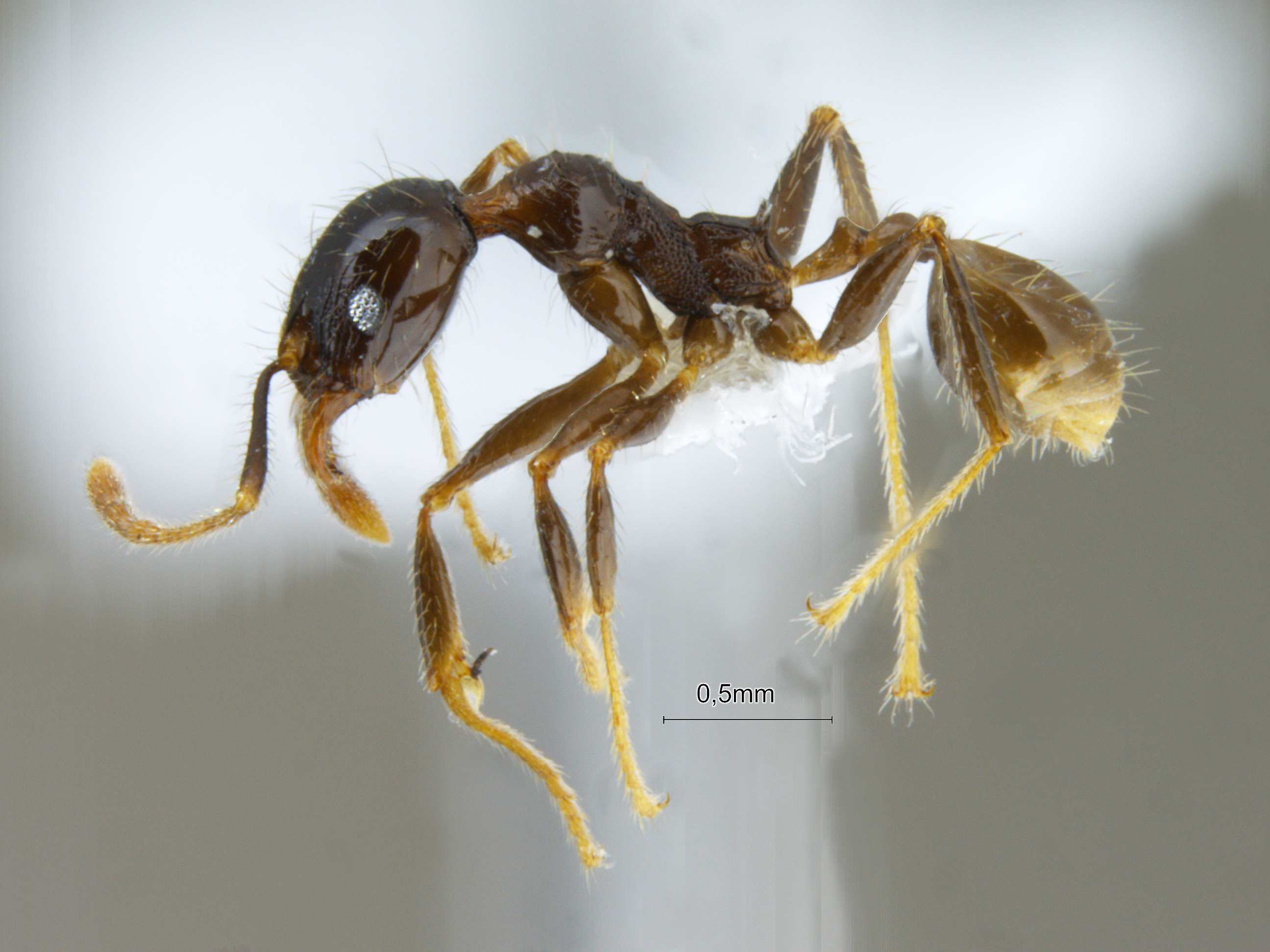 Foto Pheidole submonticola Eguchi, 2001 lateral