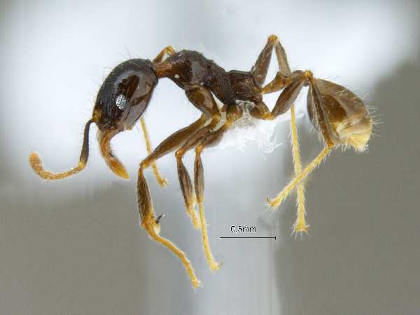 Pheidole submonticola Eguchi, 2001 lateral