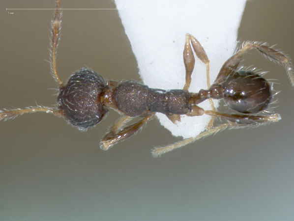 Foto Pheidole tenebricosa Eguchi,2001 dorsal