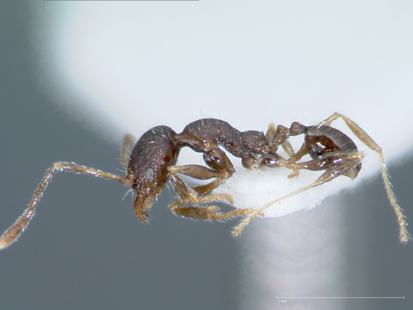 Foto Pheidole tenebricosa Eguchi,2001 lateral