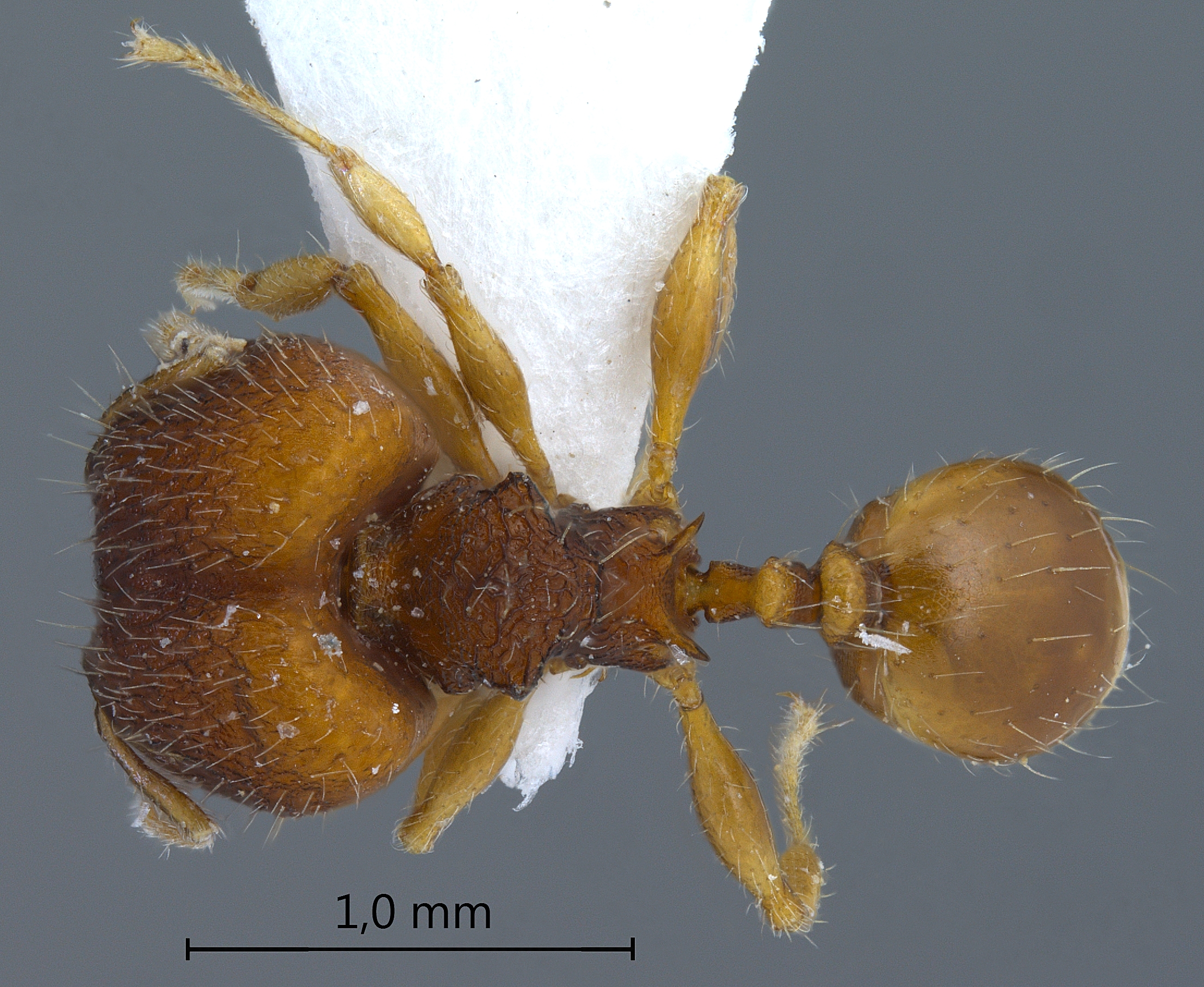 Foto Pheidole tjibodana Forel,1905 dorsal