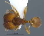 Pheidole tjibodana Forel,1905 dorsal