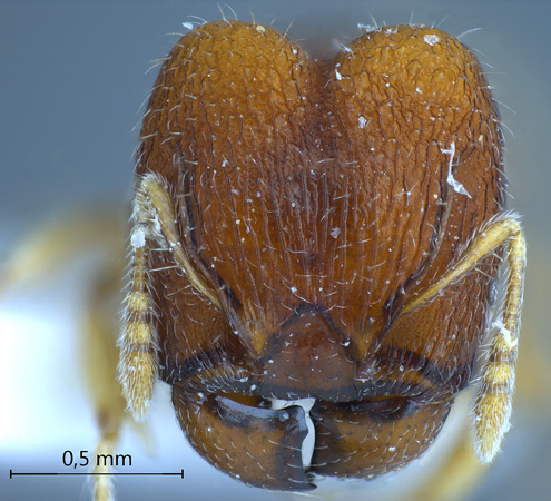 Pheidole tjibodana Forel,1905 frontal