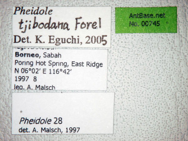 Foto Pheidole tjibodana Forel,1905 Label