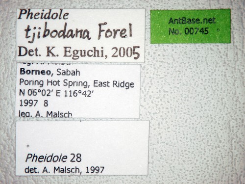 Pheidole tjibodana Forel,1905 Label