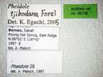 Pheidole tjibodana Forel,1905 Label