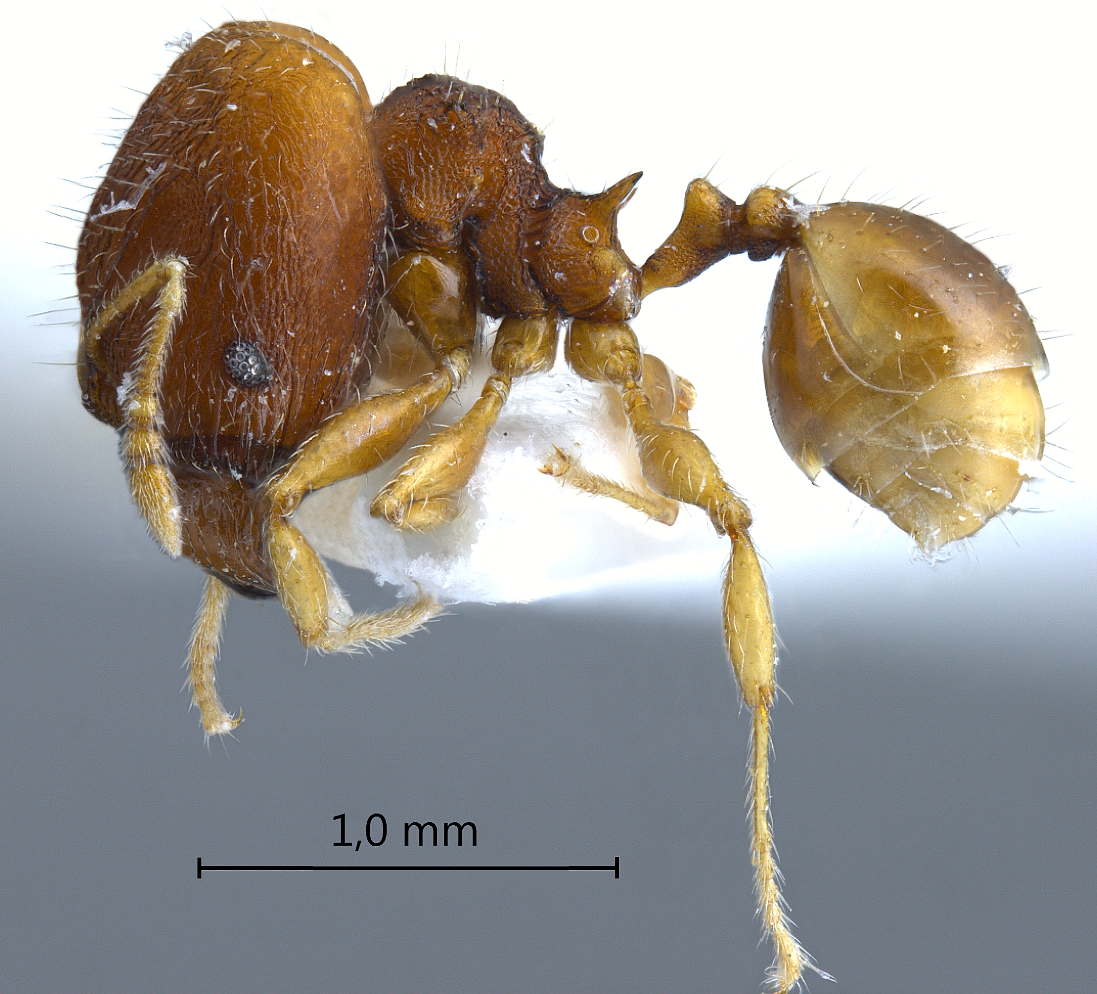 Foto Pheidole tjibodana Forel,1905 lateral