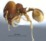 Pheidole tjibodana Forel,1905 lateral