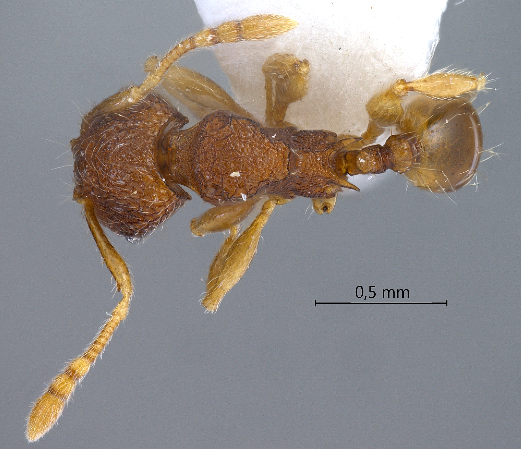 Foto Pheidole tjibodana Forel,1905 dorsal