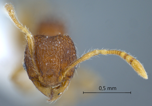 Pheidole tjibodana Forel,1905 frontal