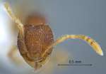 Pheidole tjibodana Forel,1905 frontal