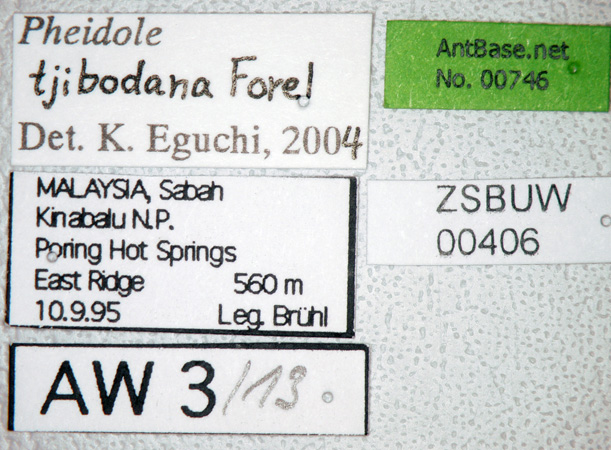 Foto Pheidole tjibodana Forel,1905 Label