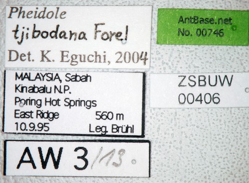 Pheidole tjibodana Forel,1905 Label