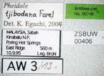 Pheidole tjibodana Forel,1905 Label