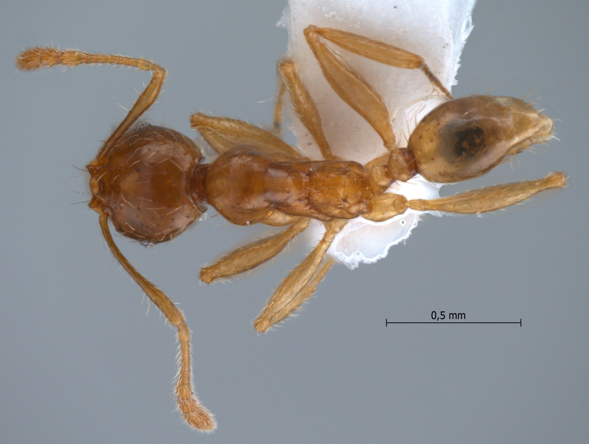 Foto Pheidole upeneci Forel, 1913 dorsal