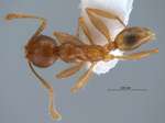 Pheidole upeneci Forel, 1913 dorsal