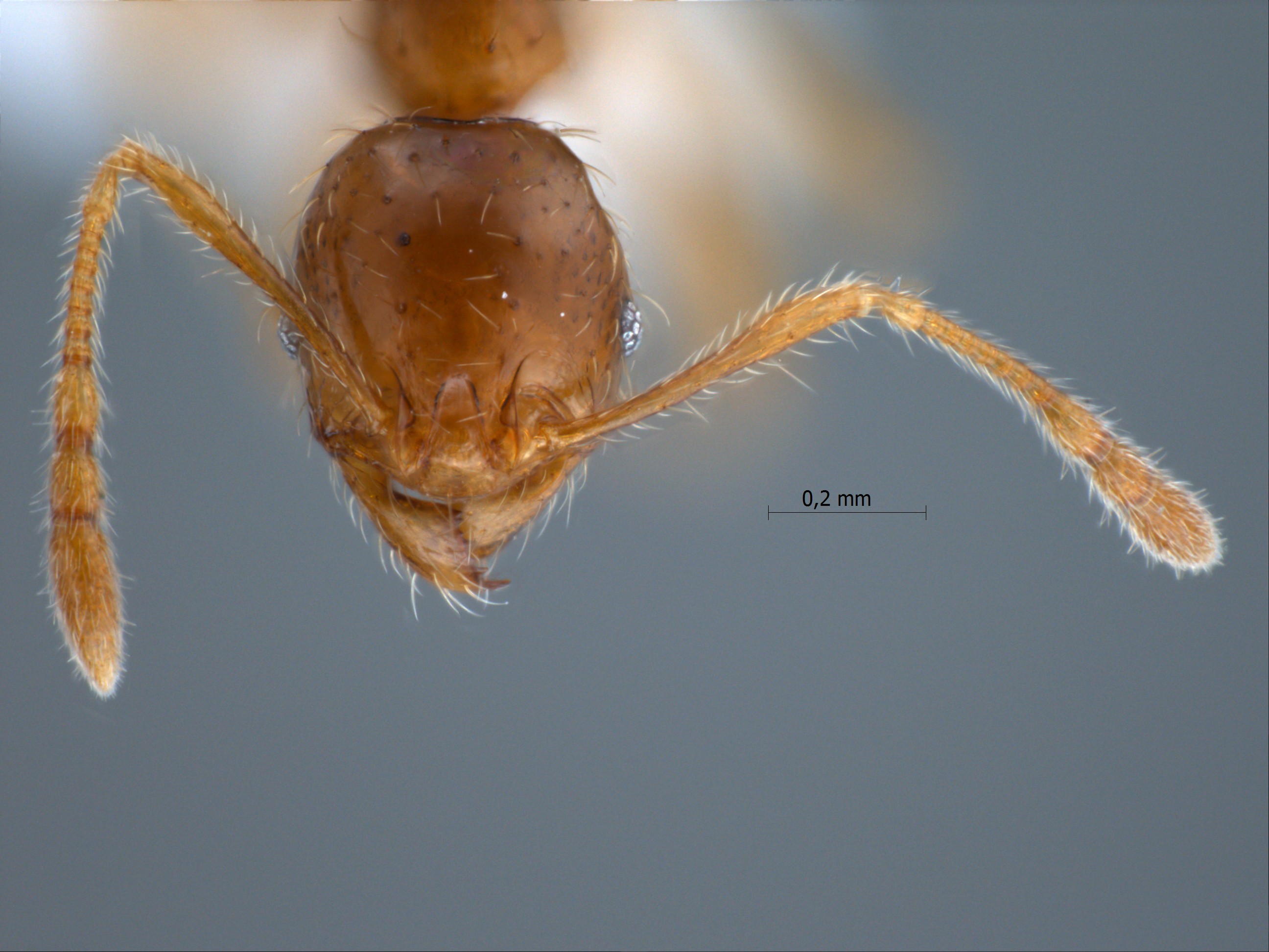 Foto Pheidole upeneci Forel, 1913 frontal