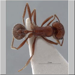 Pogonomyrmex salinus Olsen, 1984 dorsal