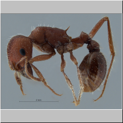 Pogonomyrmex salinus Olsen, 1984 lateral