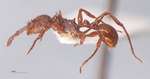 Pristomyrmex bicolor Emery, 1900 lateral