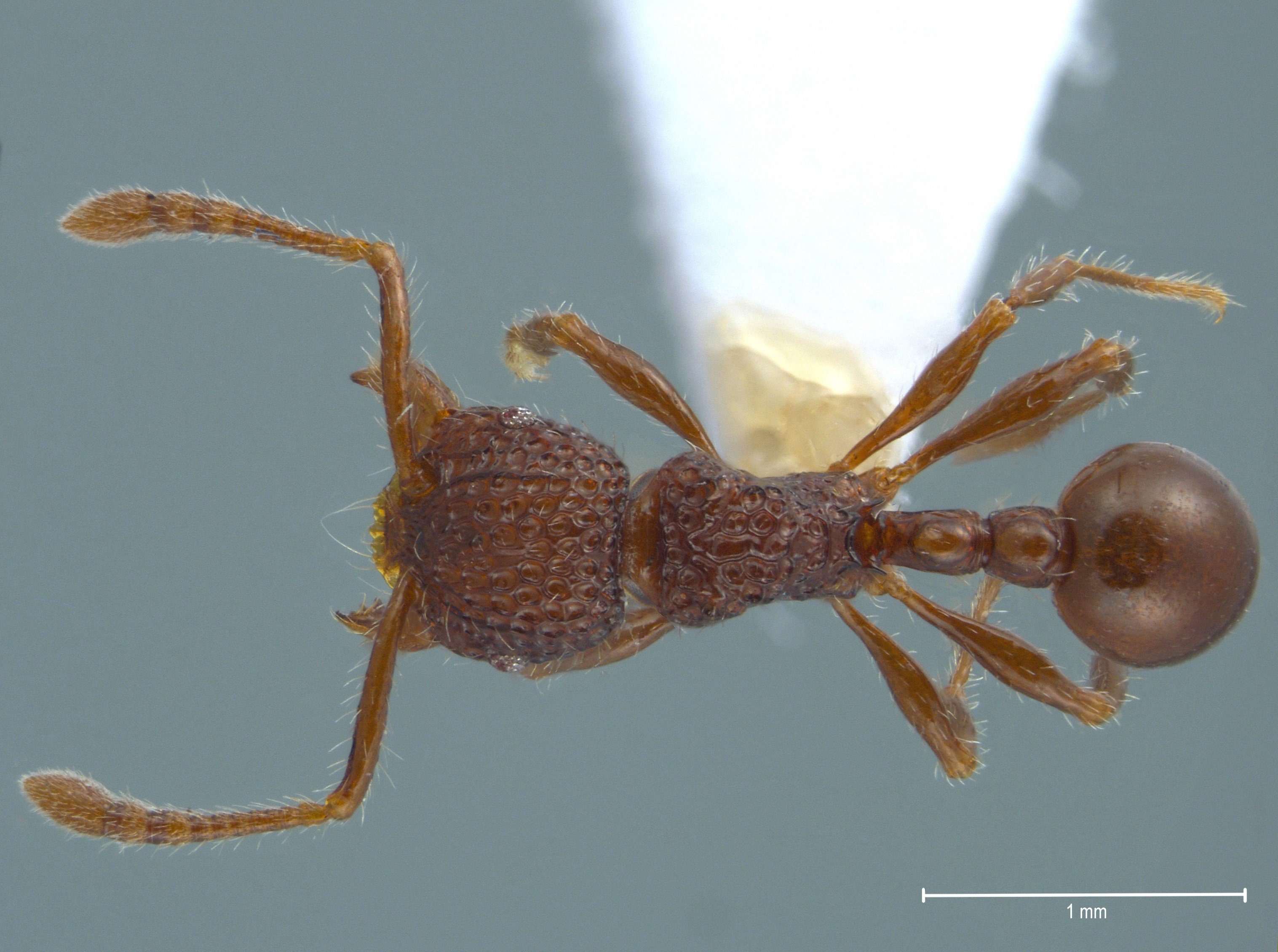 Foto Pristomyrmex brevispinosus Emery, 1887 dorsal