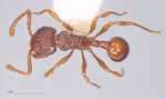 Pristomyrmex brevispinosus Emery, 1887 dorsal