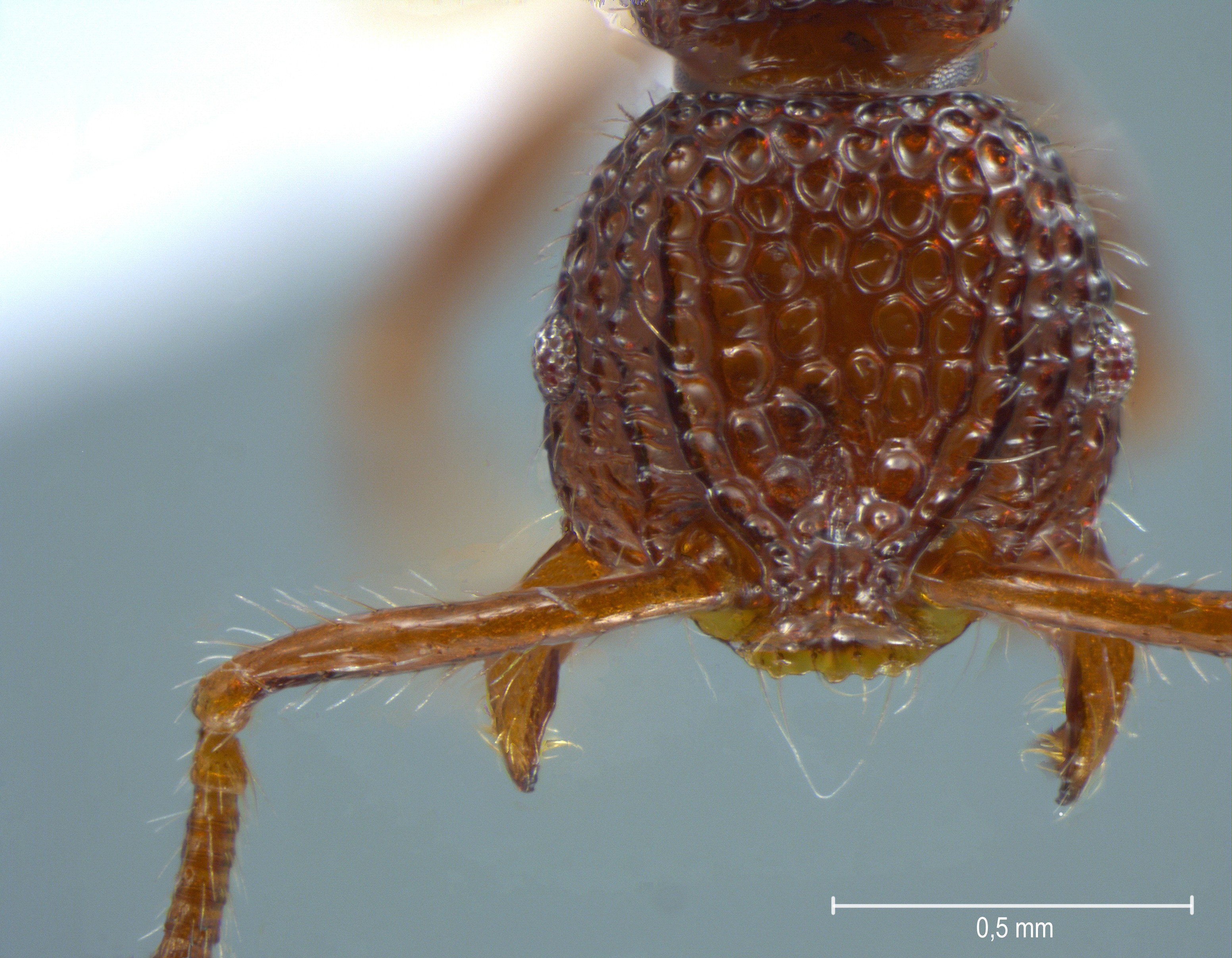 Foto Pristomyrmex brevispinosus Emery, 1887 frontal