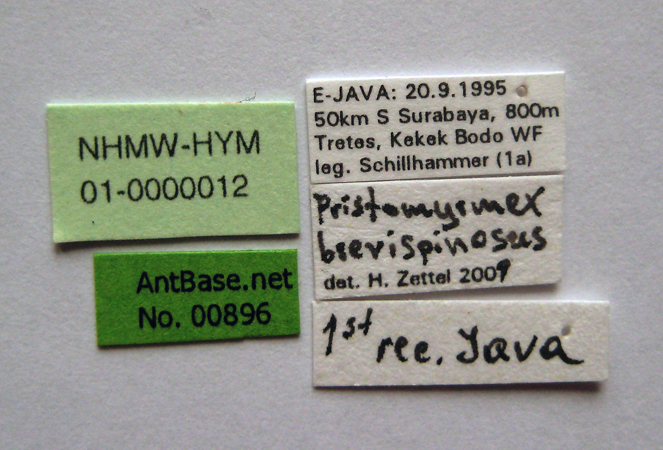 Foto Pristomyrmex brevispinosus Emery, 1887 Label