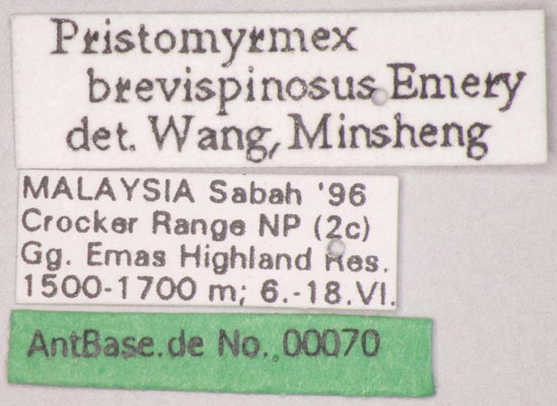 Foto Pristomyrmex brevispinosus Emery, 1887 Label