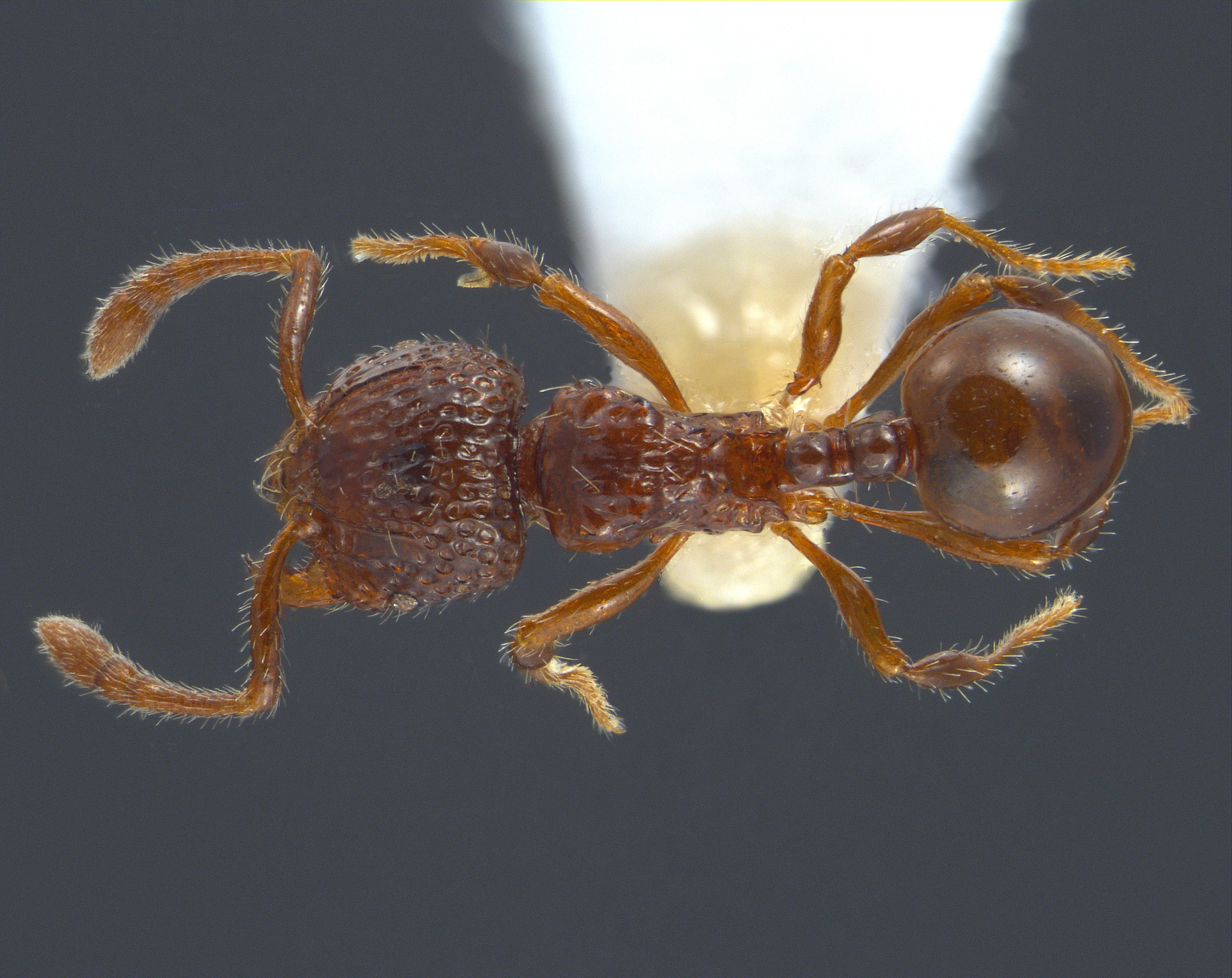 Foto Pristomyrmex coggii Emery, 1897 dorsal