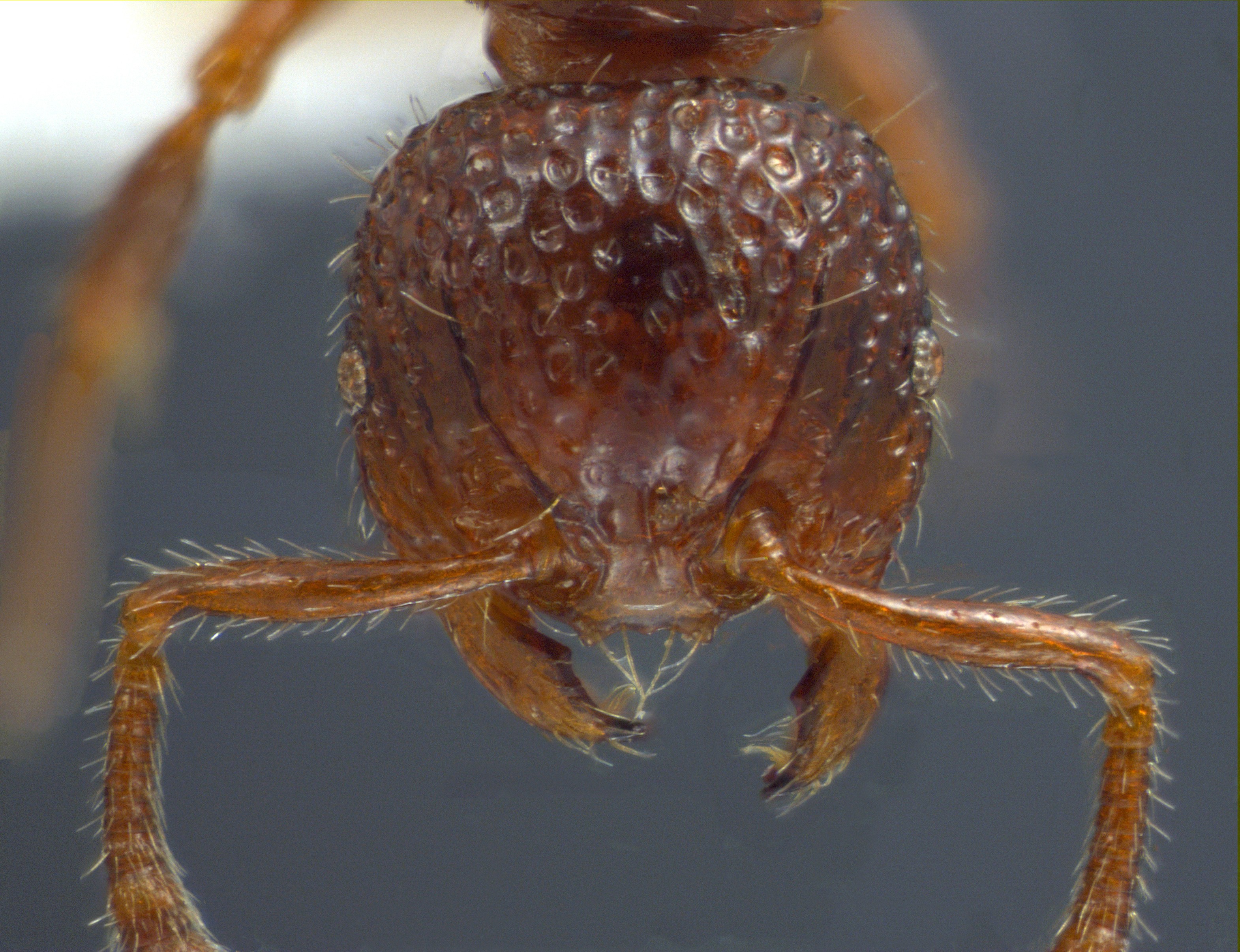 Foto Pristomyrmex coggii Emery, 1897 frontal