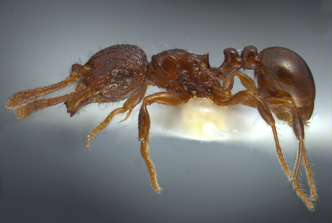 Pristomyrmex coggii Emery, 1897 lateral