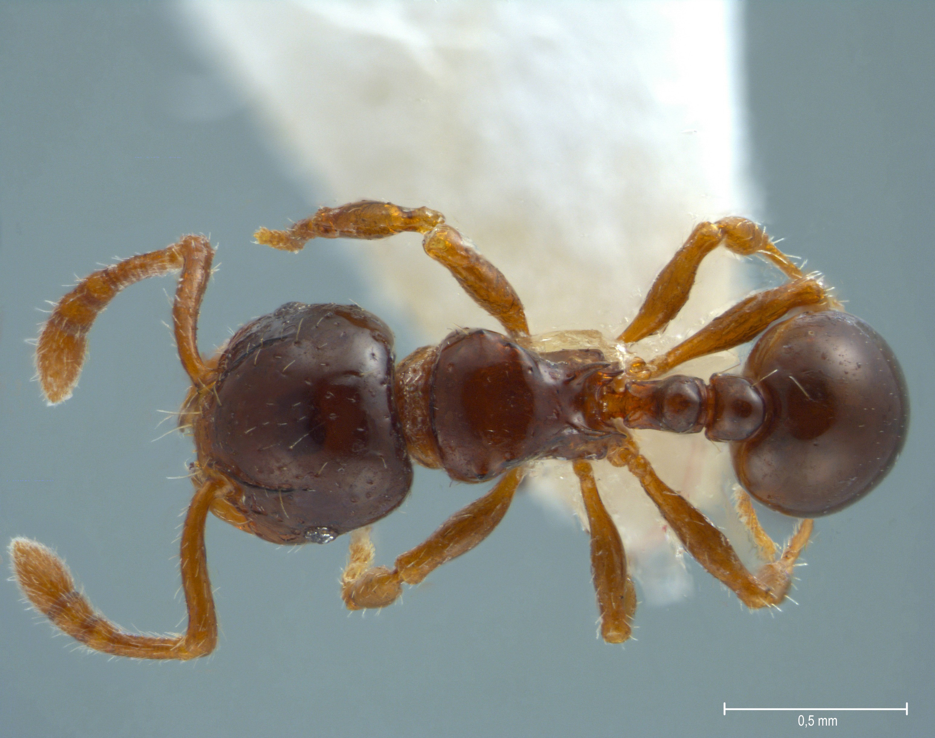 Foto Pristomyrmex levigatus Emery, 1897 dorsal