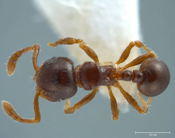 Pristomyrmex levigatus Emery, 1897 dorsal